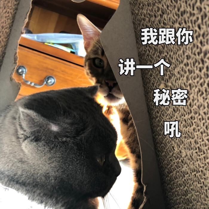 姐妹这边请 #猫猫表情包#斗图必备表情包