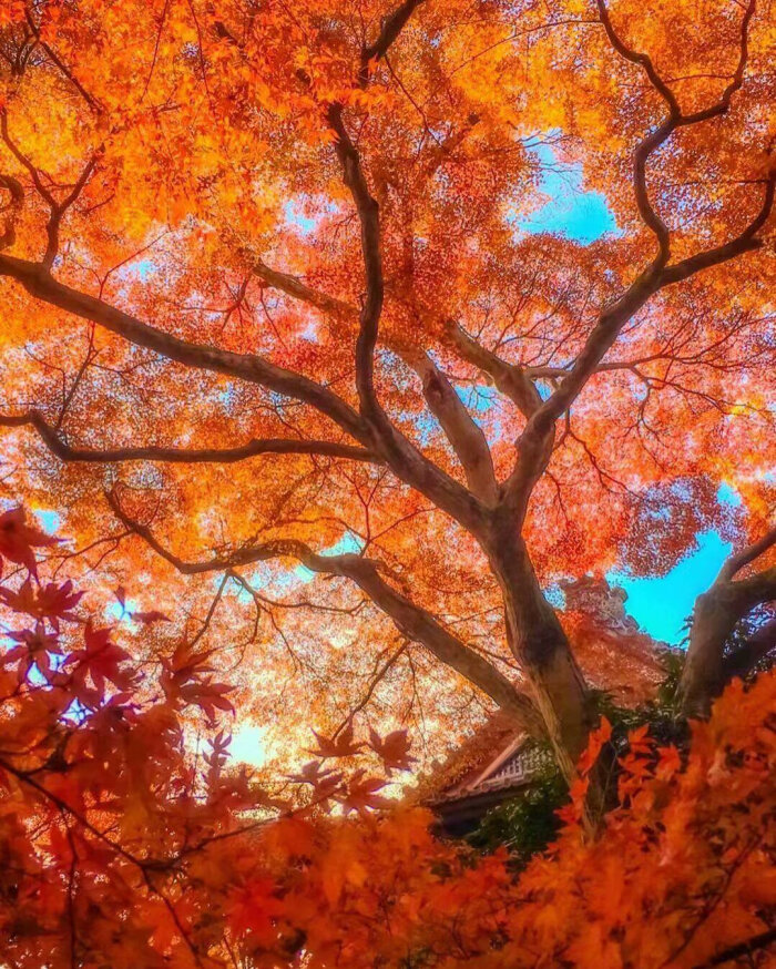来自京都的枫叶