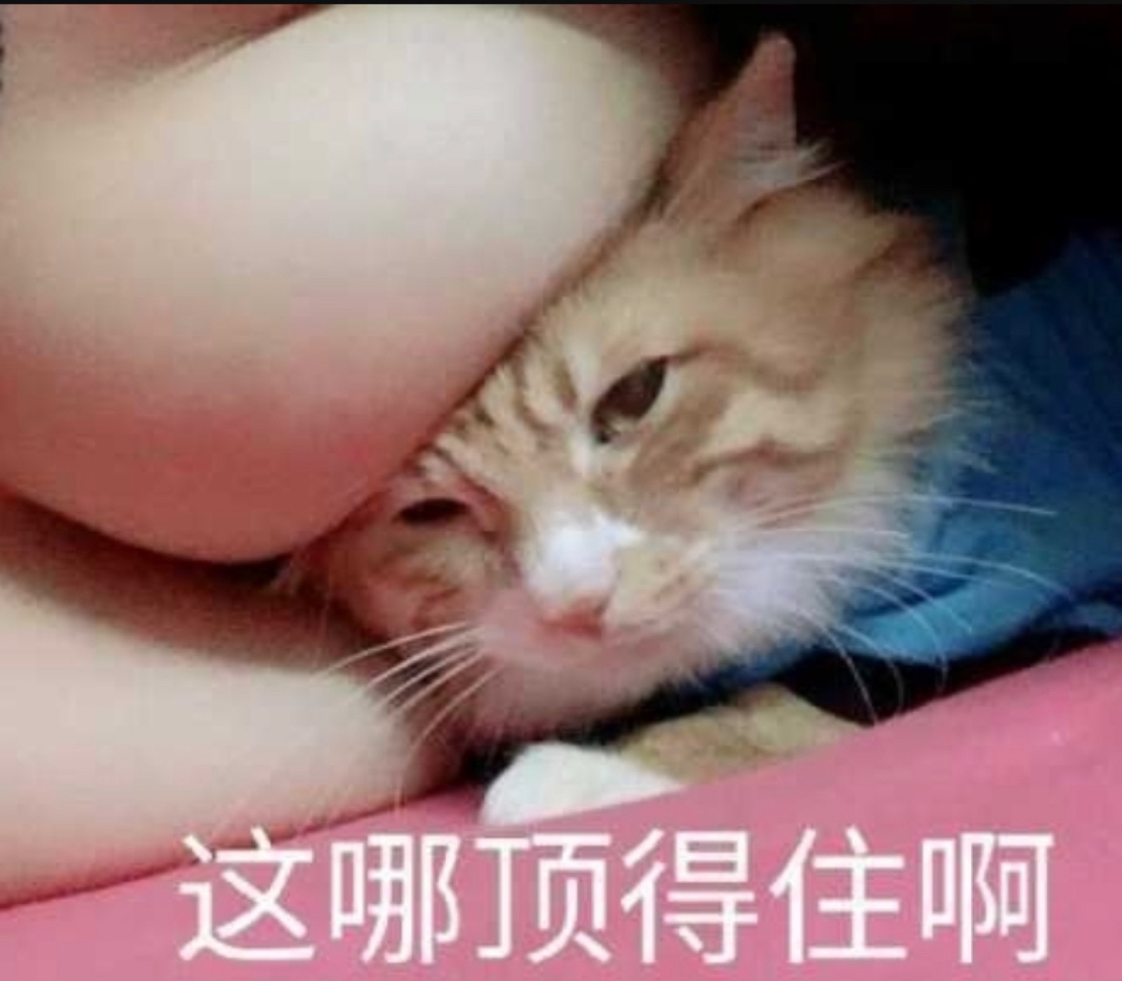 沙雕表情包