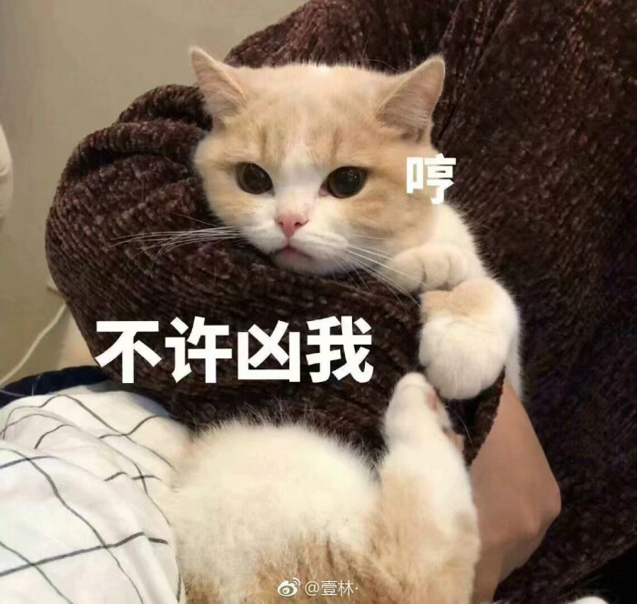 猫猫鼻情包