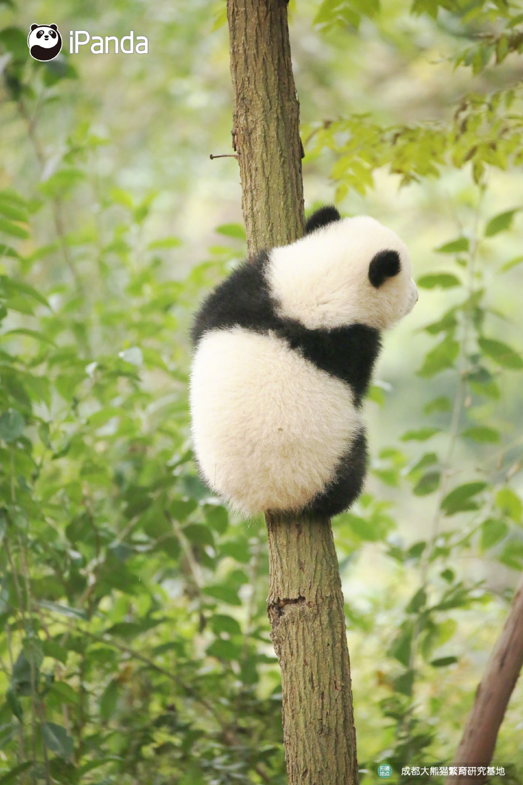 熊猫爬树好可爱,像芝麻馅丸子