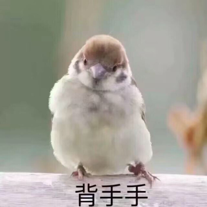 肥啾鸟 