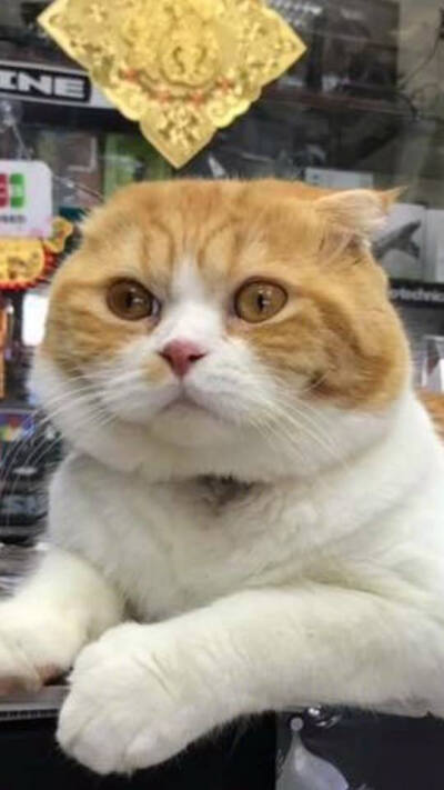 白猫从桌子上下去时,橘猫突然闻了下它的菊花后.