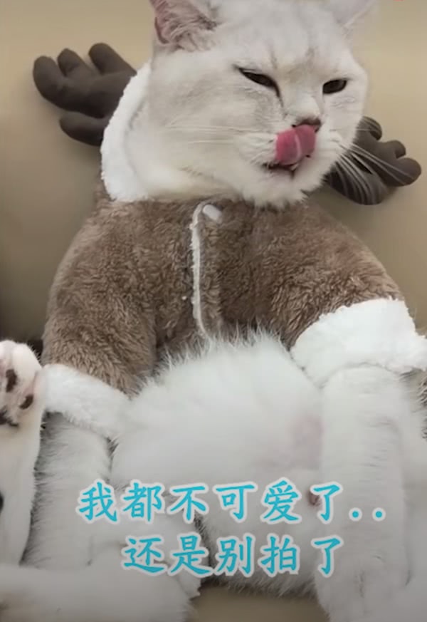 沙雕表情包