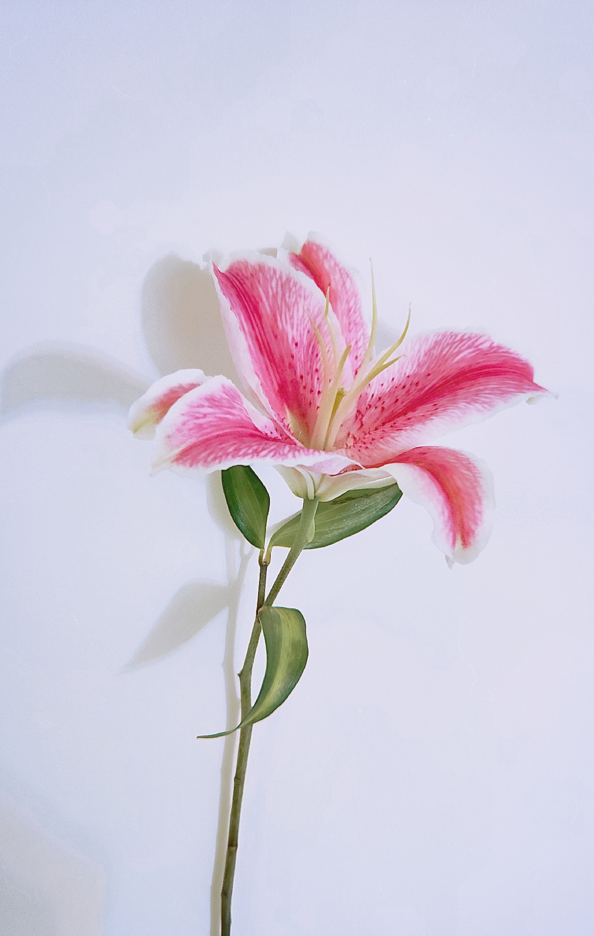 百合花 