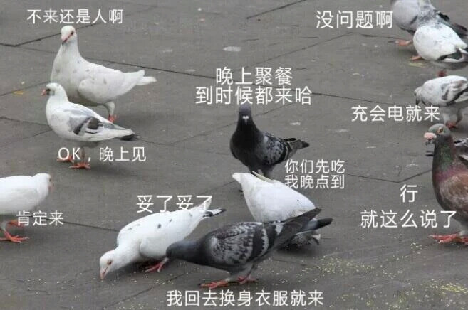 鸽子精 