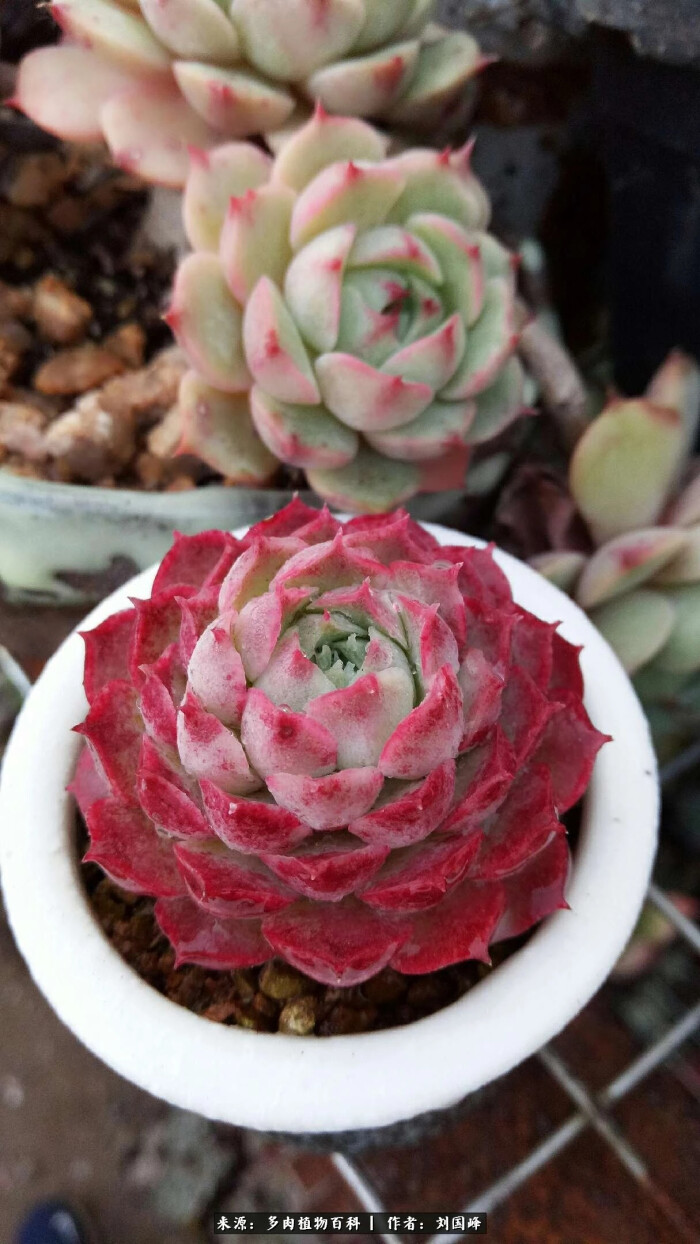 朱砂痣,景天科拟石莲花属多肉植物,月影系.