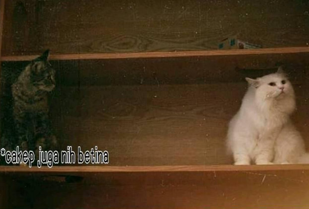 猫偷偷看了一眼白猫,结果白猫也看了它一眼后.by/fb/shobikul umam