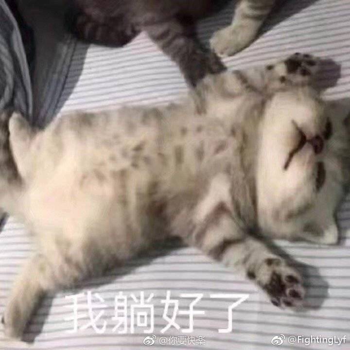 猫咪表情包