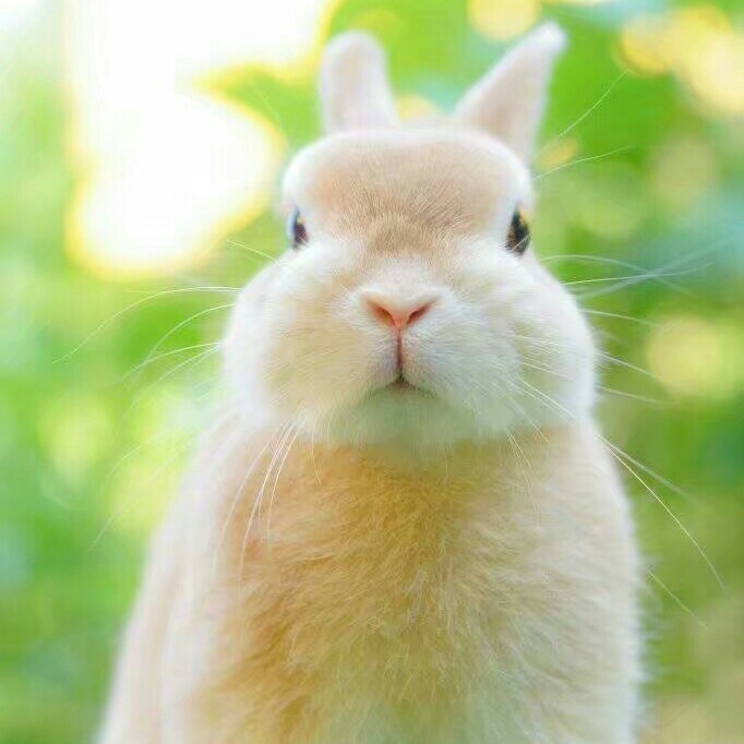 可爱的小兔兔头像