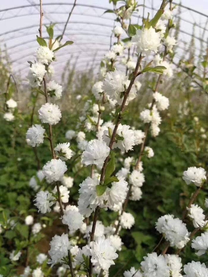 麦李,郁李,仙气的花花