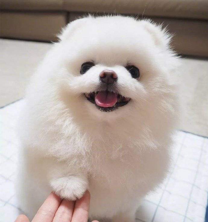 可爱小动物