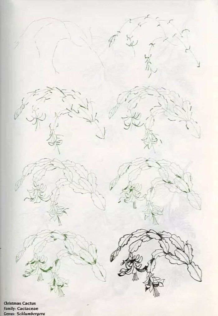 植物的画法