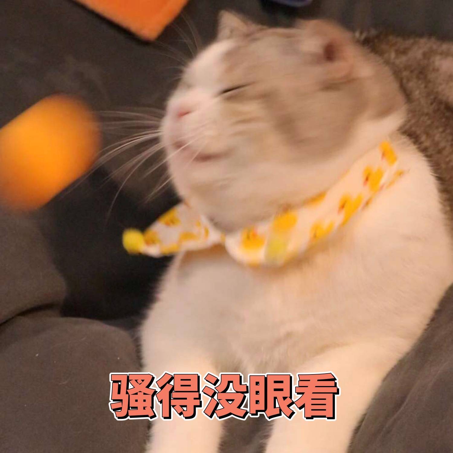 猫咪表情包