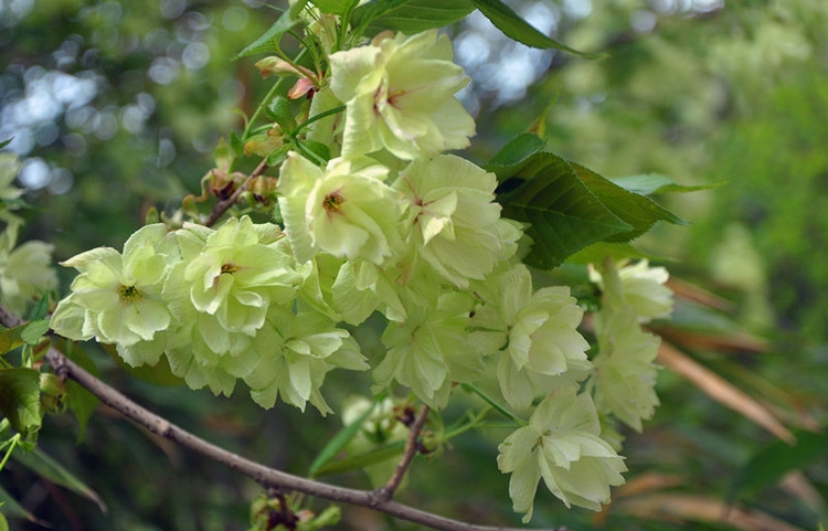 御衣黄樱花