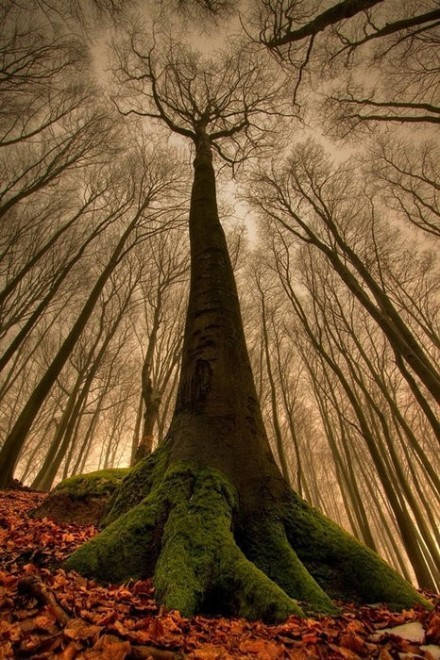 叶子是你人生的装束  生活中张弛有度  每个人都是一棵树  有的人