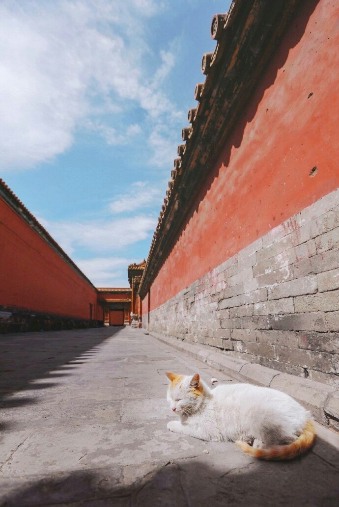 故宫的猫手机壁纸