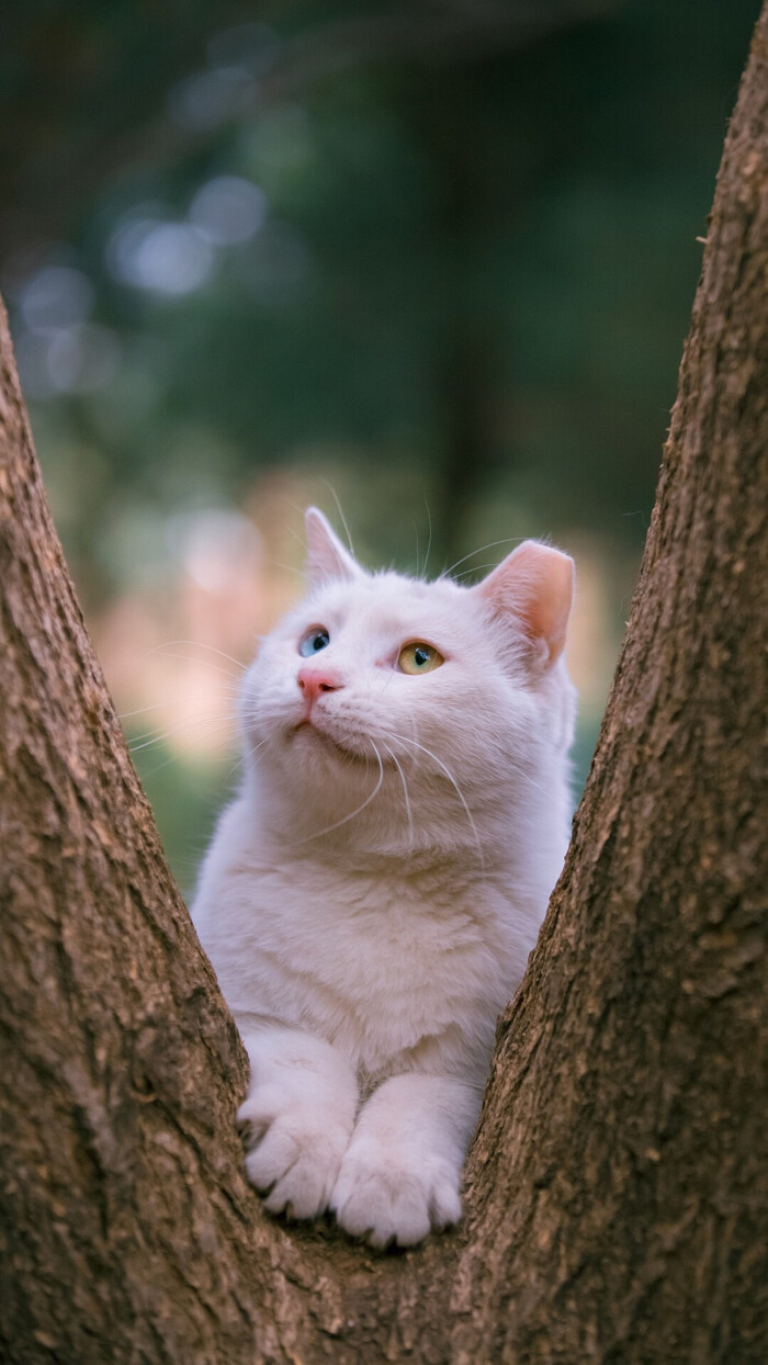 自存,猫咪壁纸.图片来源:喵呜不停.最喜爱的拍猫博主.