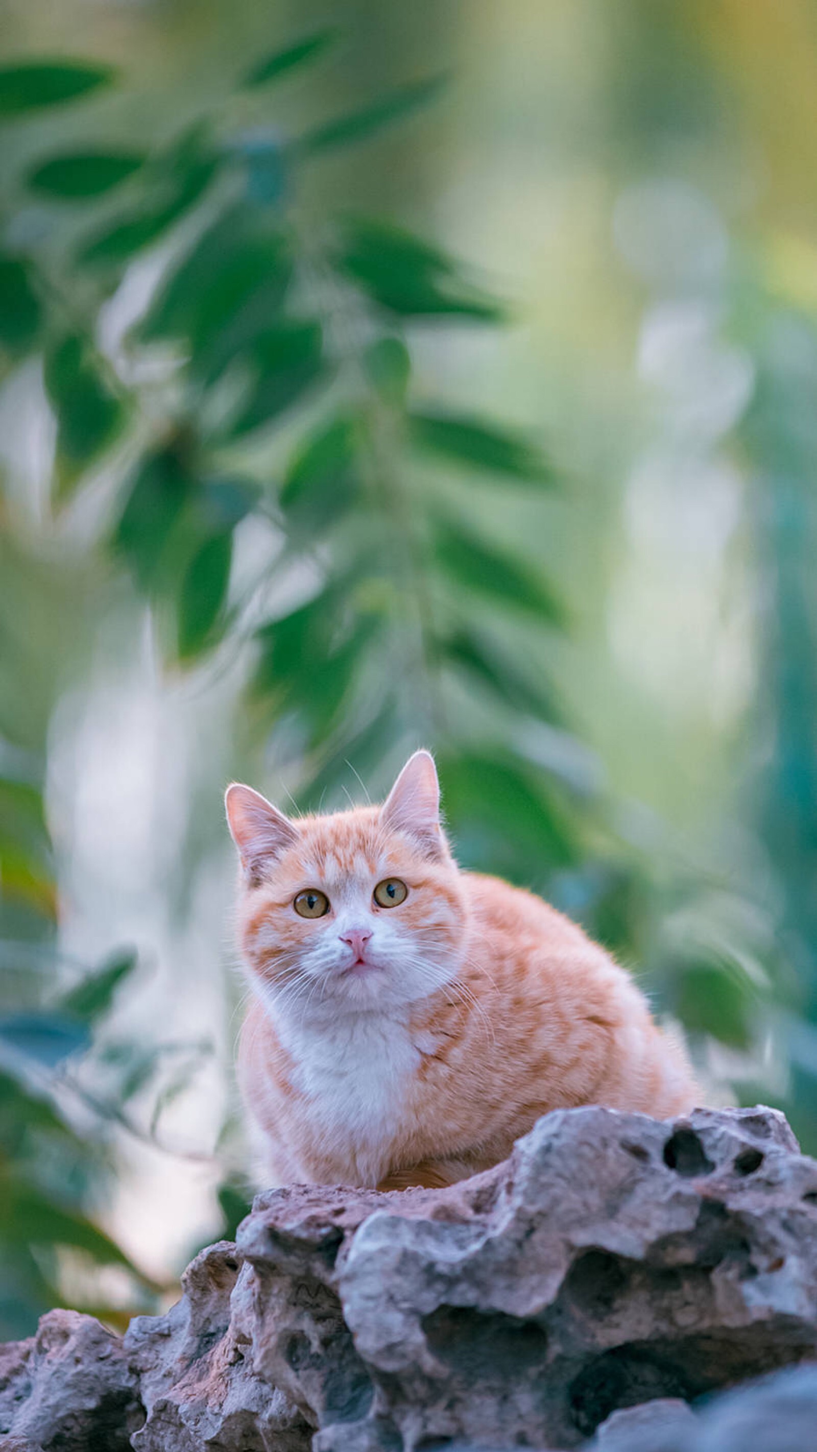 自存,猫咪壁纸.图片来源:喵呜不停.最喜爱的拍猫博主.