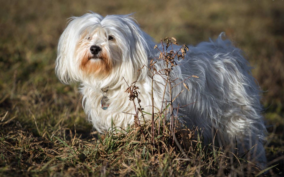 哈瓦那犬(哈瓦那比熊犬)