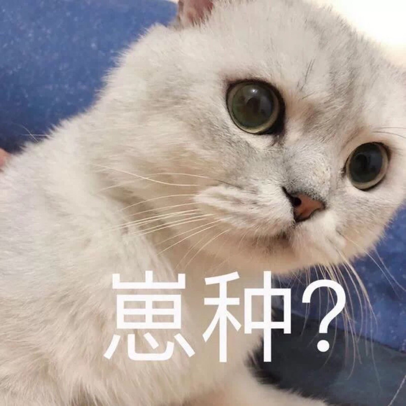 猫咪 崽种 表情包