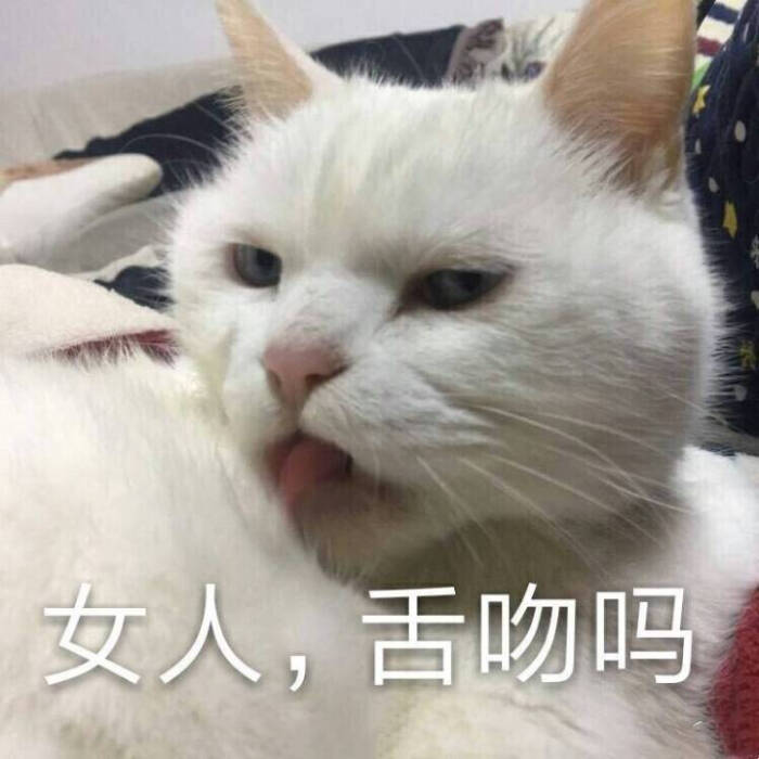 猫咪表情包