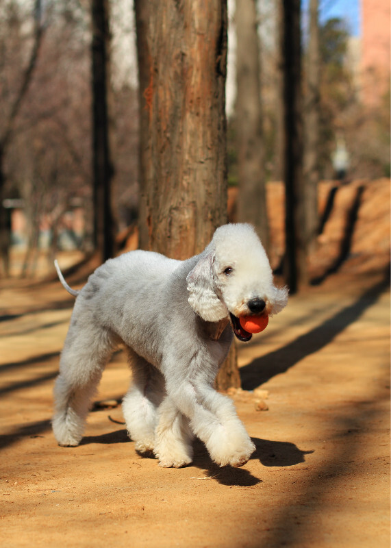 血统:由刚毛梗类犬种与惠比特犬,丹迪丁蒙梗,贵宾等繁殖选育而来