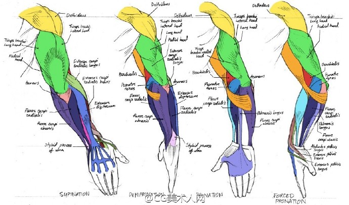 绘画参考#手臂肌肉结构