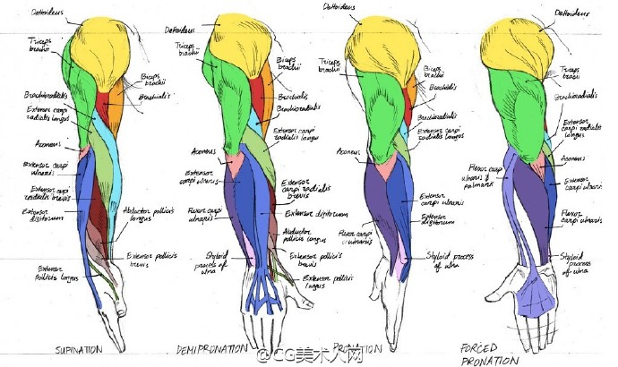 绘画参考#手臂肌肉结构