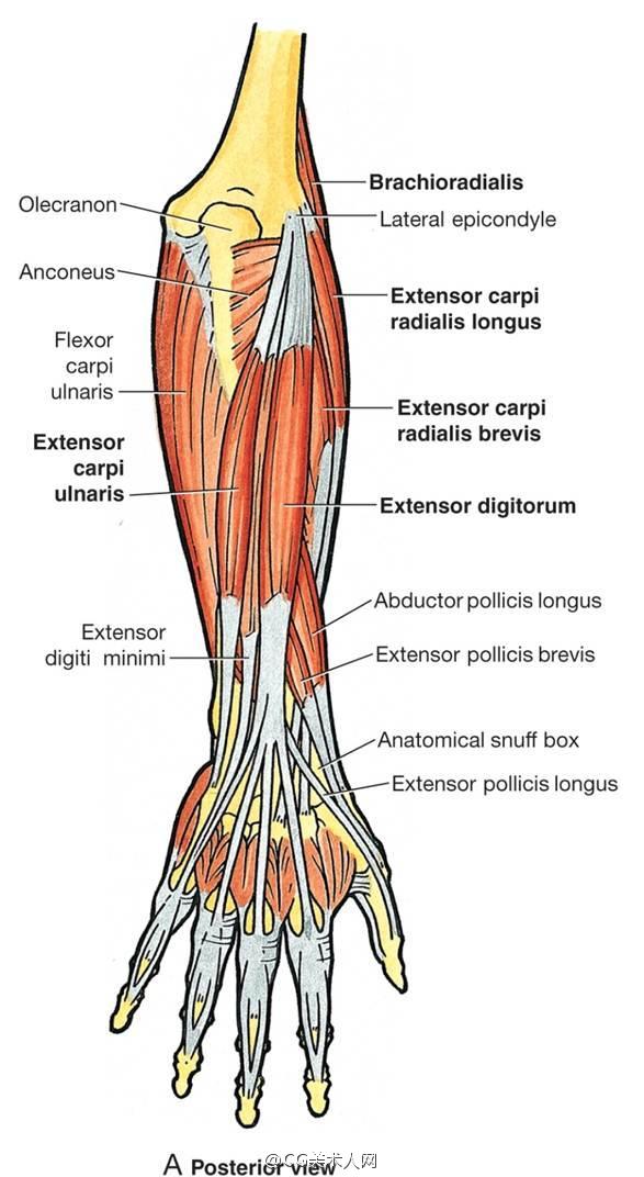 绘画参考#手臂肌肉结构