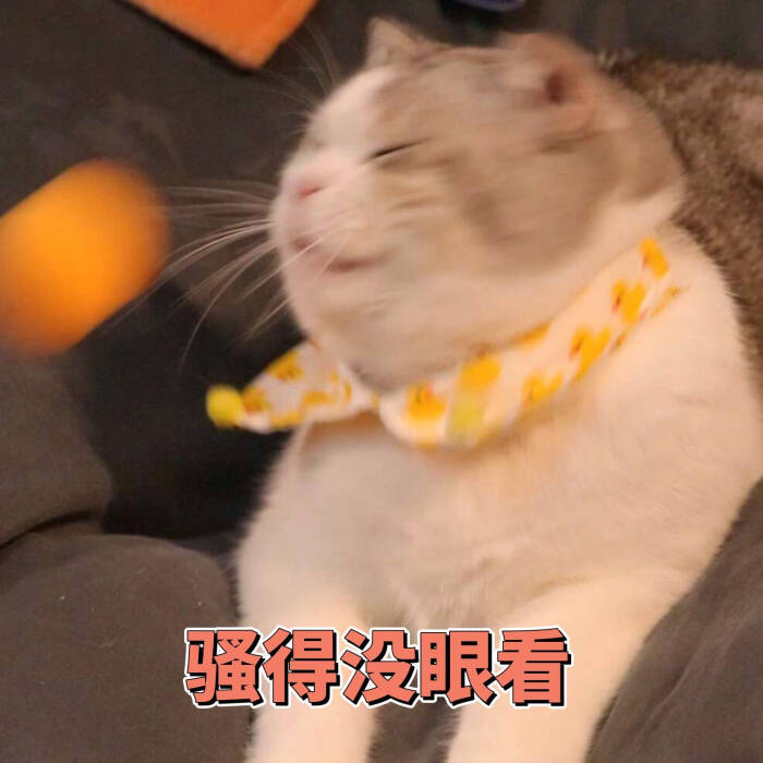 可爱猫咪表情包