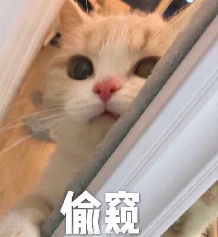 可爱猫咪表情包