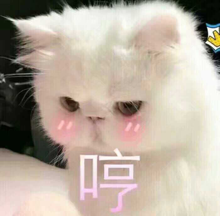 可爱超萌猫猫表情包