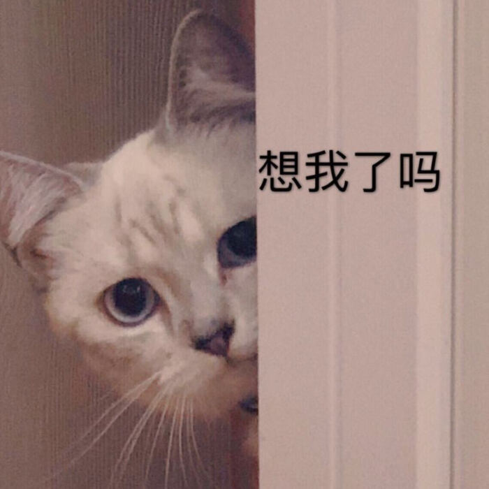 可爱超萌猫猫表情包