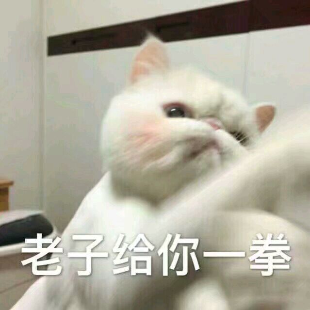 可爱超萌猫猫表情包