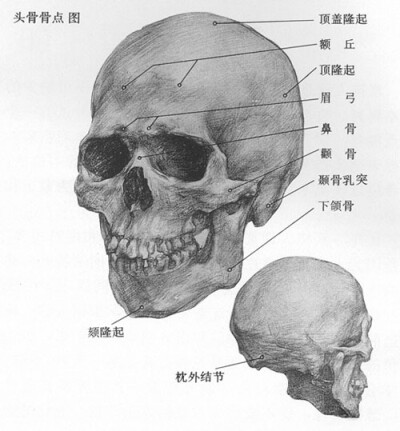 素描头像结构图片