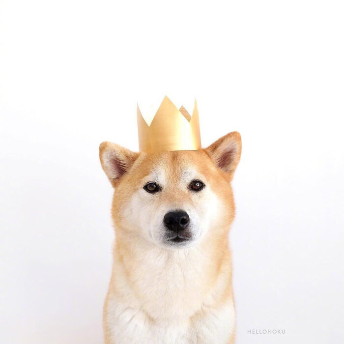hoku 一只帅气的柴犬