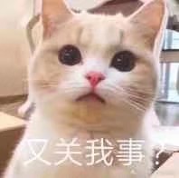 猫猫和动物表情包