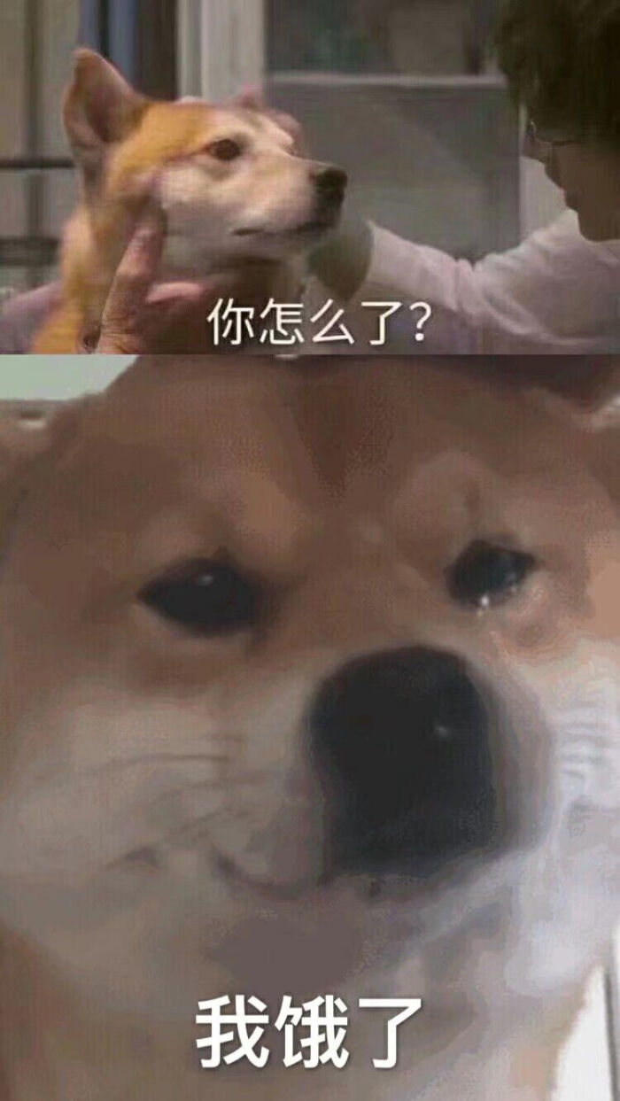 猫猫和动物表情包
