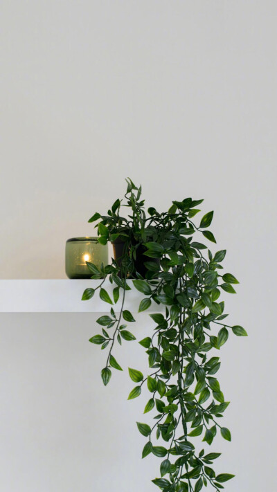 ins简约风绿植壁纸治愈色,性冷淡风,为眼睛赶走疲劳喜欢拿去
