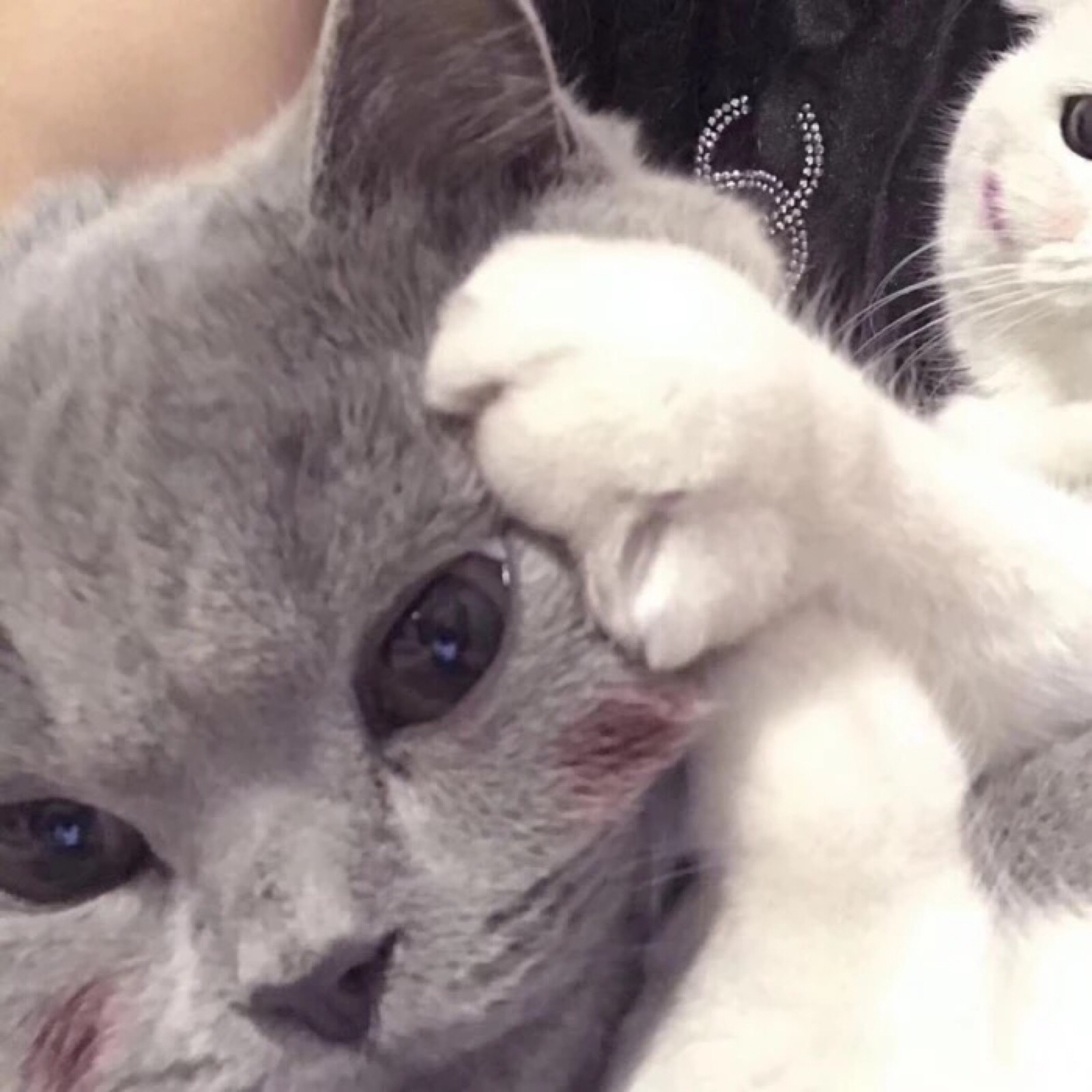 猫狗情头