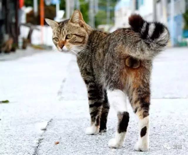 猫蛋蛋 