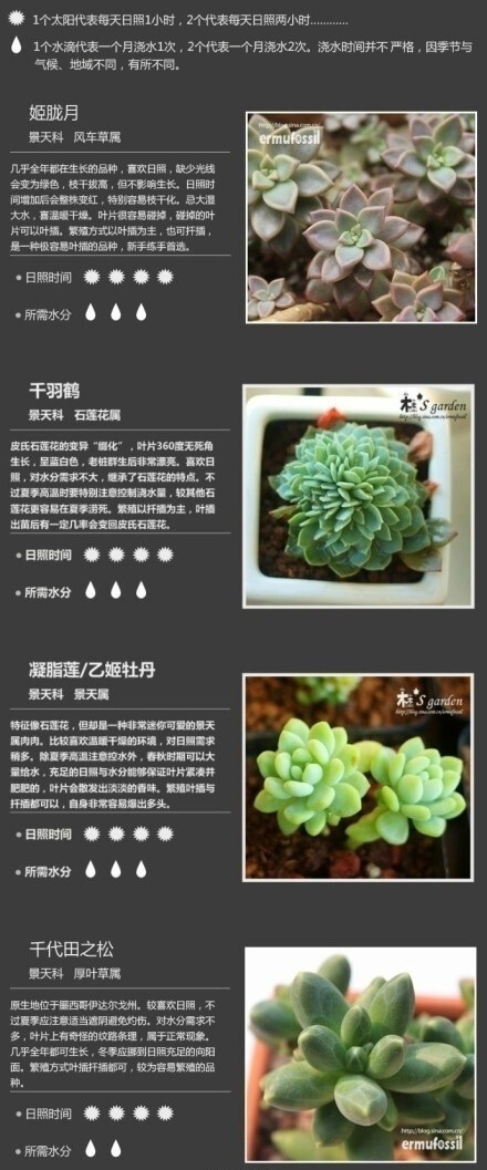 【36种常见多肉植物种植攻略】转给想种却种不好的朋友