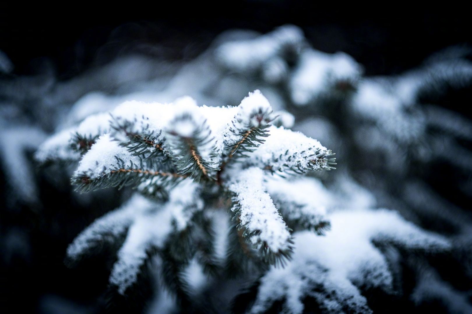 早安,一个没有什么雪的冬天