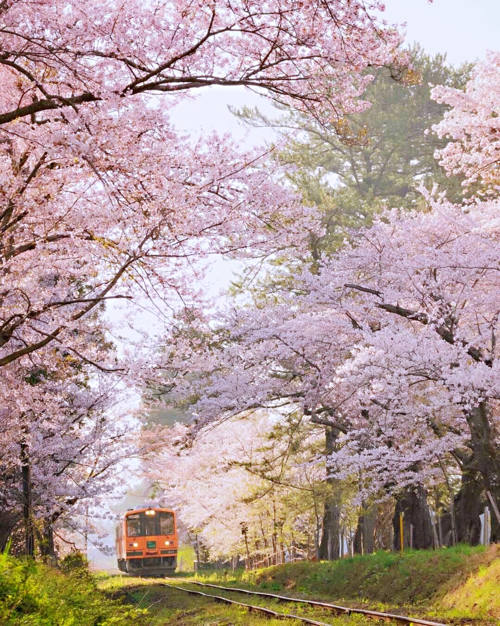 如果说世界上最美的海,是花海,那么最美的路,就是鲜花隧道.