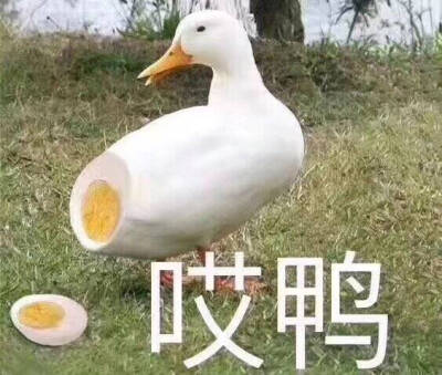 今天也要沙雕(划去)开心鸭