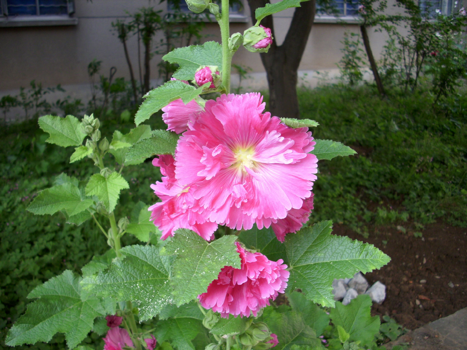 蜀葵