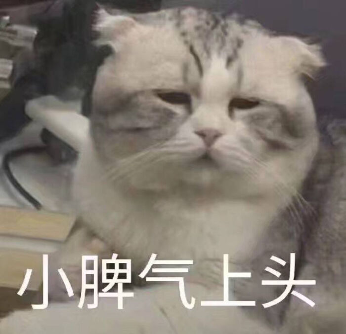 吸猫四连 表情包