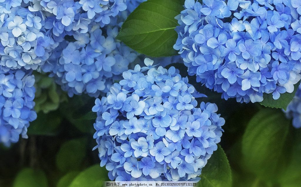 绣球(学名:hydrangeamacrophylla(thunb.) ser.