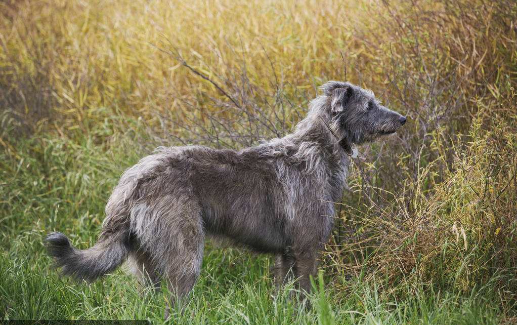 苏格兰猎鹿犬